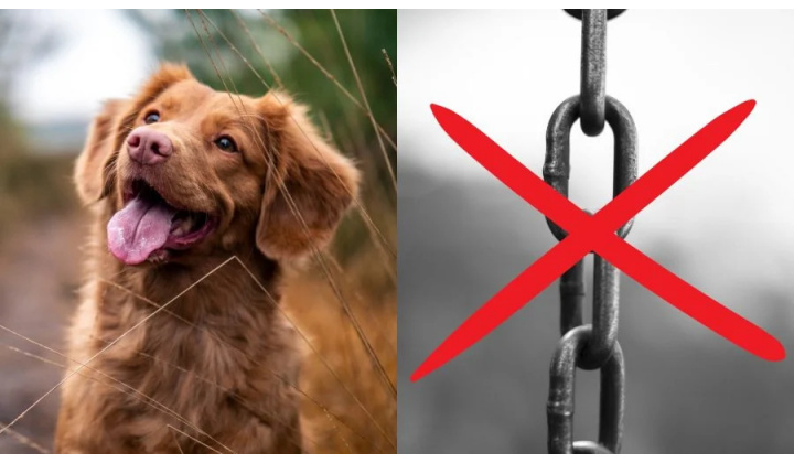 Upozornenie pre občanov - držanie psov na reťazi, právne zmeny od 1.1.2024