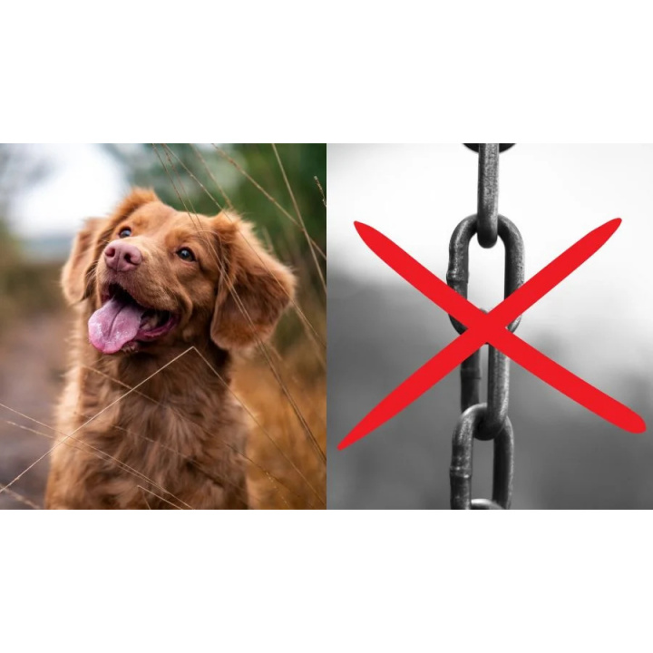 Upozornenie pre občanov - držanie psov na reťazi, právne zmeny od 1.1.2024